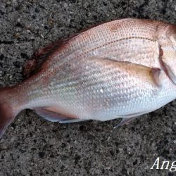 真冬でもサビキでアジが！