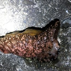 また失敗かと思いましたが、最後にメバルに会えた