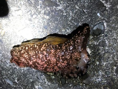 また失敗かと思いましたが、最後にメバルに会えた