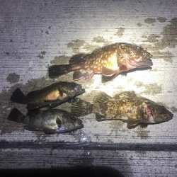 27センチのカサゴ！