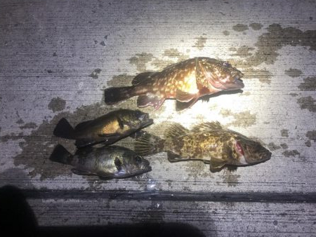 27センチのカサゴ！