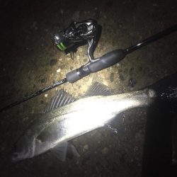 トップ メバリング