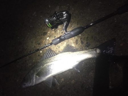 トップ メバリング