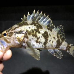 漁港内マイクロフィッシング