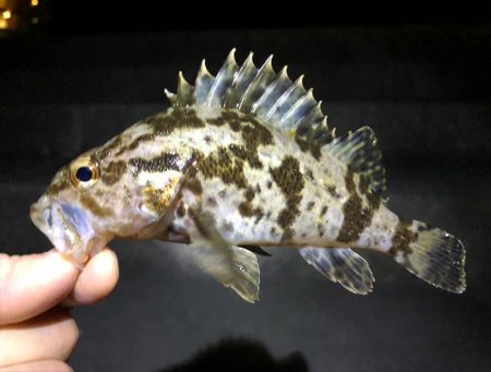 漁港内マイクロフィッシング