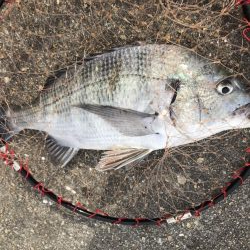 イチノ兄弟、釣果！