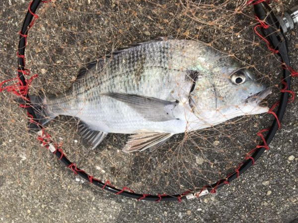 イチノ兄弟、釣果！