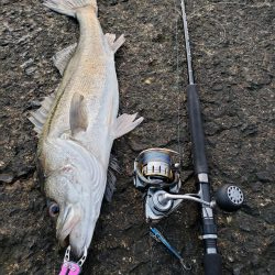 青物終わった！？