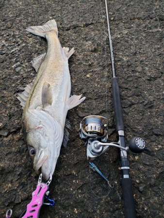 青物終わった！？