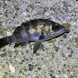 二見メバリング(2020-1)