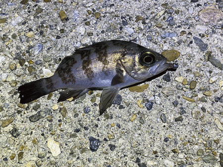 二見メバリング(2020-1)