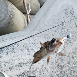 SLSJでメバリング