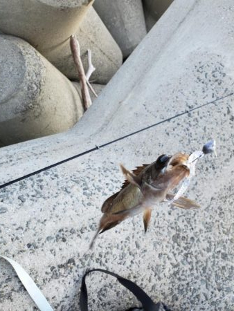 SLSJでメバリング