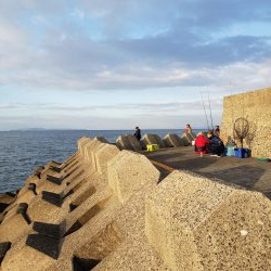 青物はいない！？