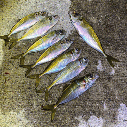 瀬戸内の島アジング(2020-1)