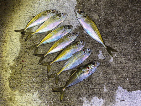 瀬戸内の島アジング(2020-1)