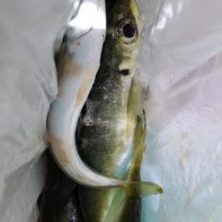 初場所でアジング