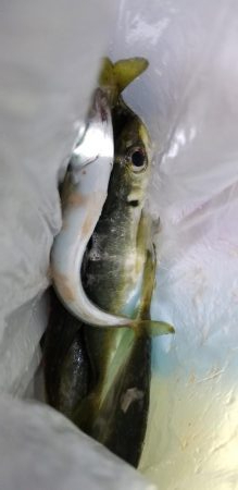 初場所でアジング