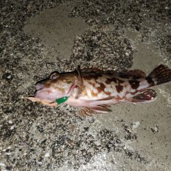 やっぱりコイツ