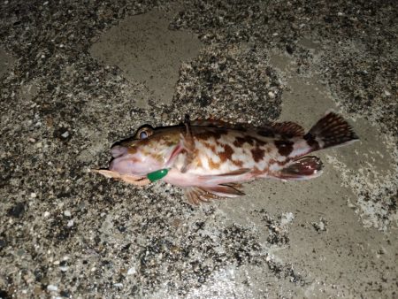 やっぱりコイツ