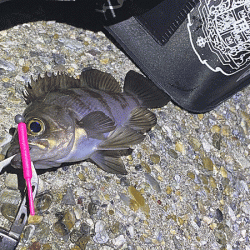 二見メバリング(2020-2)