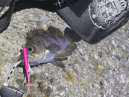 二見メバリング(2020-2)