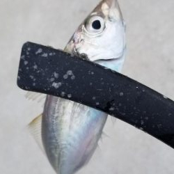 アジング　好調