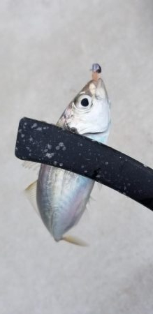 アジング　好調