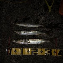 特大40cmカマス!