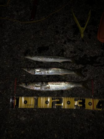 特大40cmカマス!