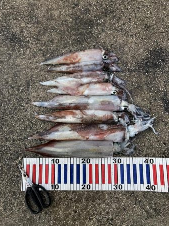 やっとヤリ開幕！