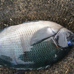 8番ヒッツキ低でグレ