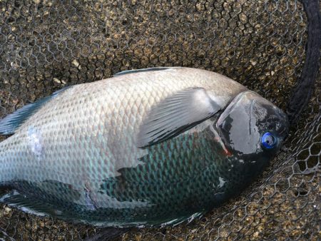 8番ヒッツキ低でグレ