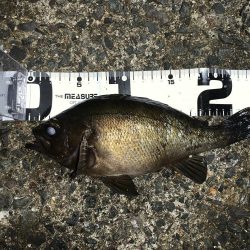 メバルを求めて2020