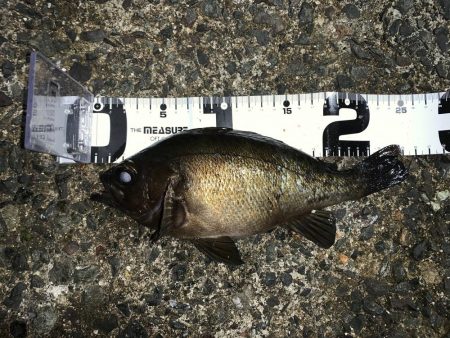 メバルを求めて2020