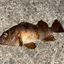 極上メバリング