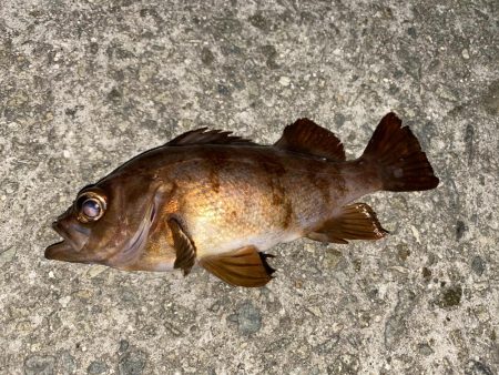 極上メバリング