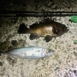 今週末また連日淡路島!2日目