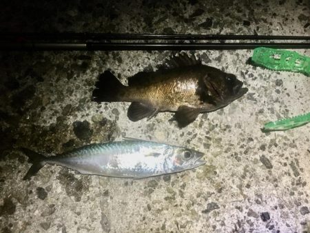 今週末また連日淡路島!2日目