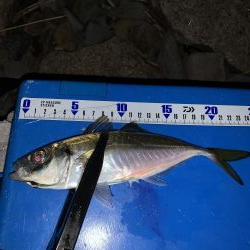 ゴロタdeフロート