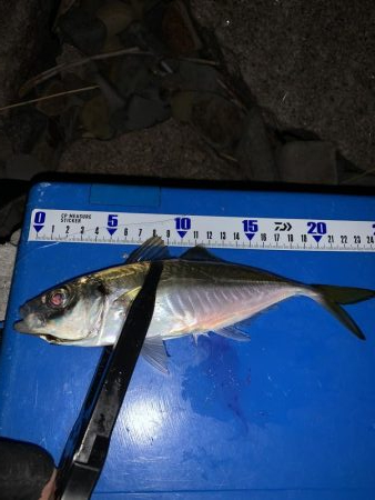 ゴロタdeフロート