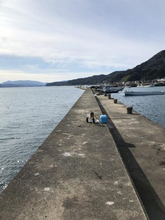 初ヤリイカ❗️