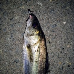 2020年1月15日釣行in箱崎ふ頭