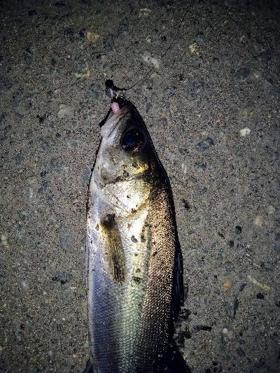 2020年1月15日釣行in箱崎ふ頭