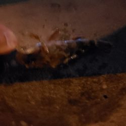 2020年初釣り　アジ調査