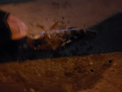 2020年初釣り　アジ調査