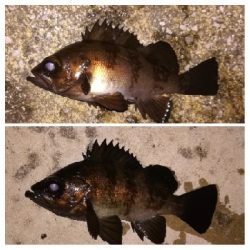 メバリング1840〜1930