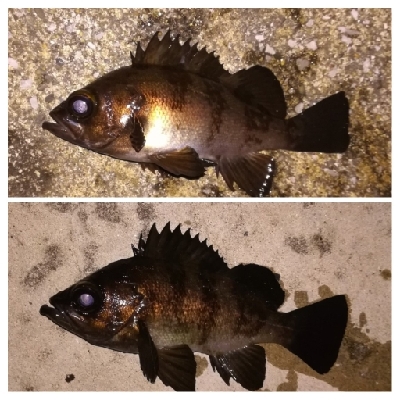 メバリング1840〜1930