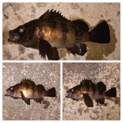 メバリング1840〜2047