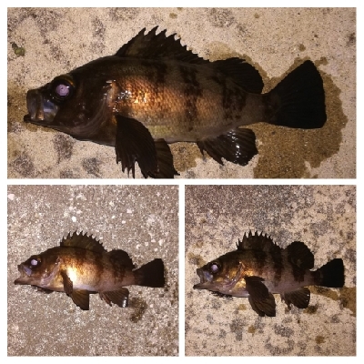 メバリング1840〜2047